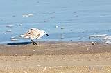 Snowy Plover Port Aransas TX 2020